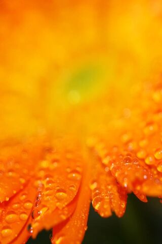 Fiore