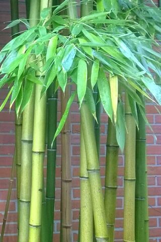 Bamboo Bliss: Nature's Green Giants 🌿