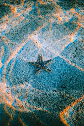 Star of the Sea: Nature's Underwater Wonder 🌊⭐