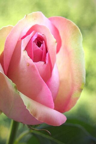 Blushing Beauty: The Pi..