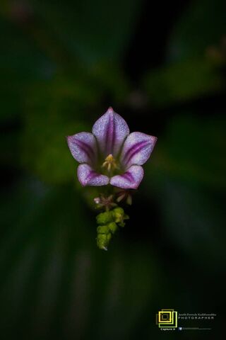 Whispers of Nature: The Enigmatic Flower 🌸✨