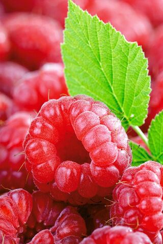 Deliciously Fresh Raspberries 🍇✨