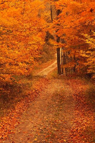 Autumn's Hidden Path 🍂✨