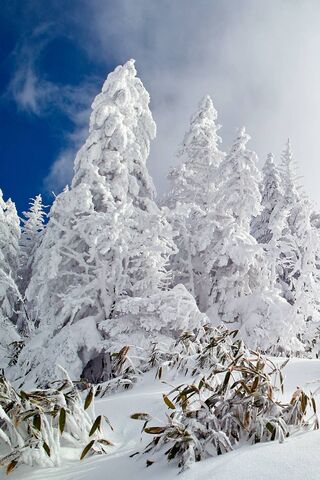 Winter Wonderland: A Frosty Escape ❄️🌲