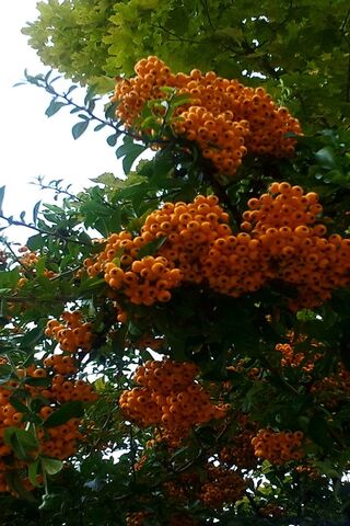 Golden Blooms of Autumn 🍂✨