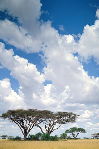 Serenity of the African Savanna 🌍🌿