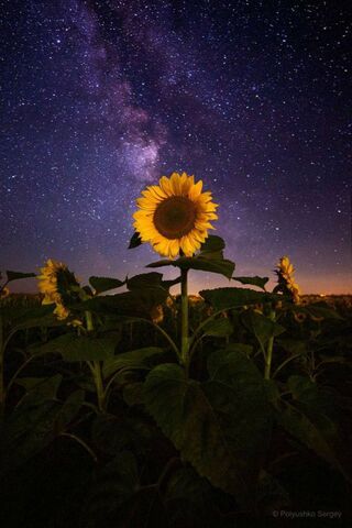 Sunflower Fields