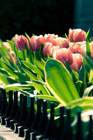 Tulip Serenade: A Spring Awakening 🌷✨