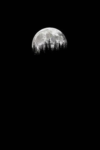Enchanted Night: The Forest Moon 🌕🌲