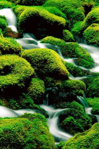 Nature's Green Carpet: The Enchantment of Mossy Rocks 🌿✨