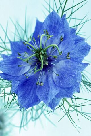 Cornflower Dreams: Nature's Blue Wonder 🌼💙