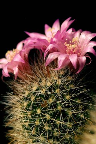 Desert Blooms: The Beauty of Cacti 🌵🌸