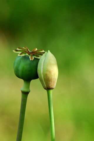 Emerging Life: The Beauty of Green Buds 🌱✨