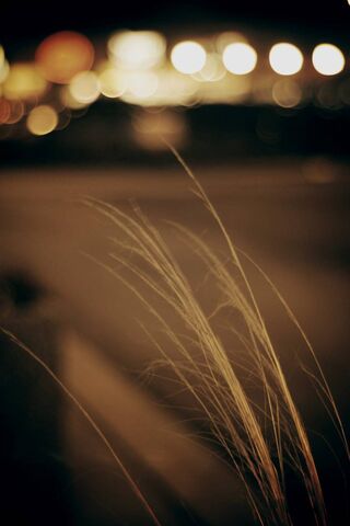 Whispers of the Night 🌾✨