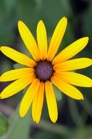 Fiore