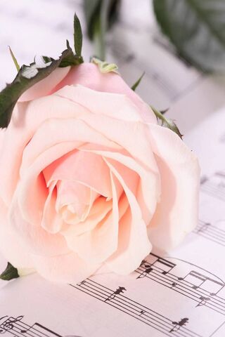 Melody of the Redish Rose 🎶🌹