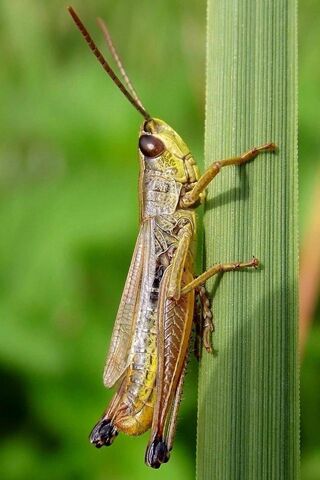 Grasshopper's Green Haven 🌿