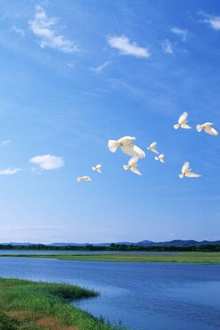 Serenity in Flight: A Niceview Moment 🌅🕊️