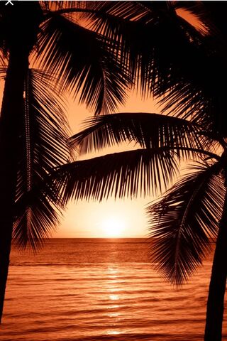 Sunset Serenity: A Tropical Escape 🌅🌴