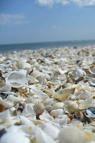 Seashell Symphony: Nature's Treasures 🌊🐚