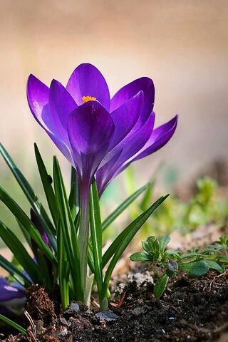 Crocus: Nature's Colorful Herald of Spring 🌸🌿