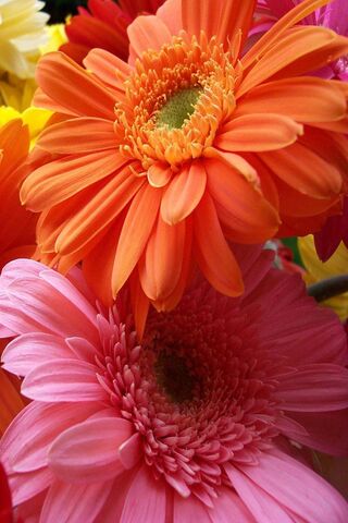 Vibrant Blooms: A Celebration of Gerbera Daisies 🌼🌸