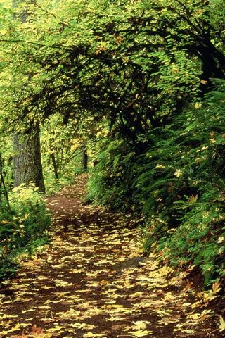 Nature's Tranquil Pathway 🌿🍂