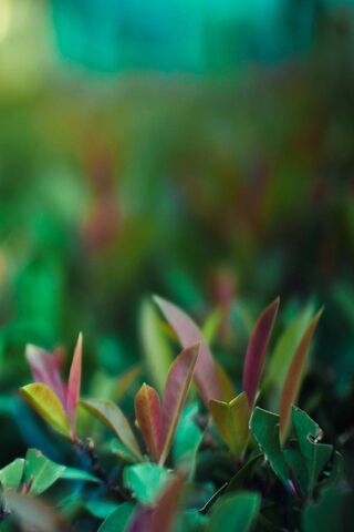 Leafy Dreams: A Glimpse into Nature's Palette 🍃✨