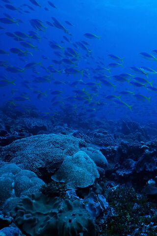 Underwater Symphony: The Dance of Fishes 🎶🐟