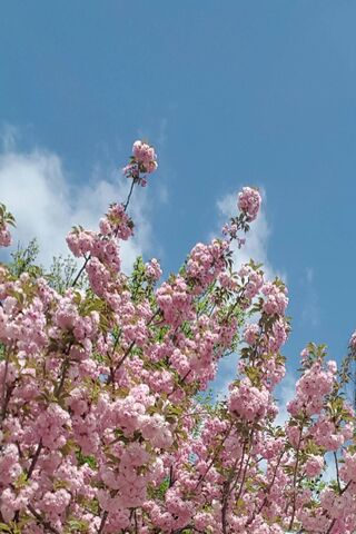 Peach Blossom Bliss 🌸☁️