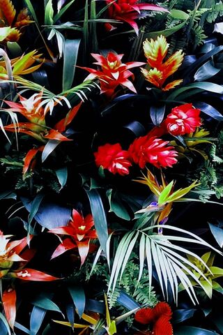 Vibrant Blooms of Flores 🌺🌿