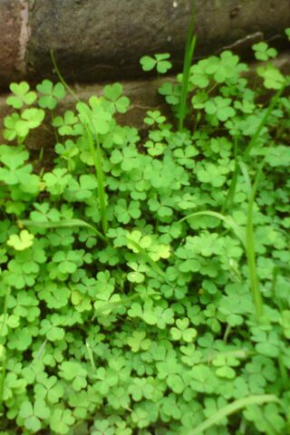 Lucky Green Trebol: Nature's Charm 🍀