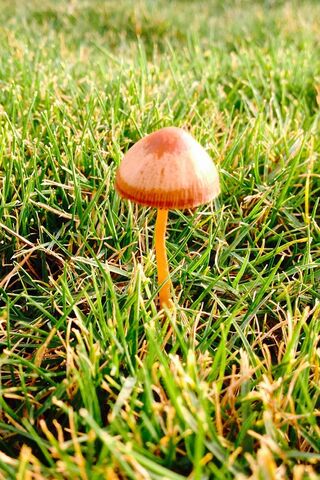 Nature's Tiny Umbrella:..
