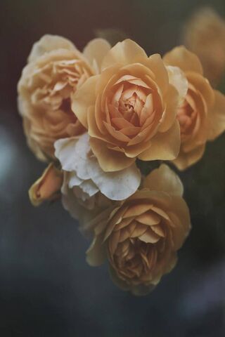 Golden Elegance: The Enchanting Golden Rose 🌹✨