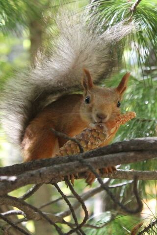 The Watchful Squirrel 🐿️🌲