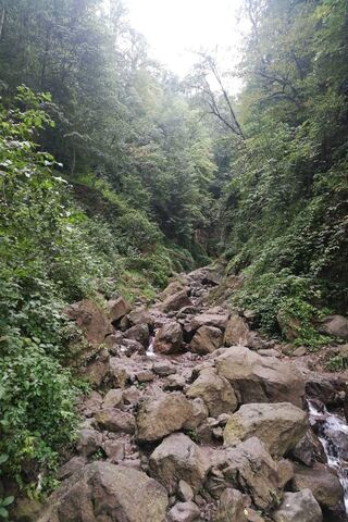 Mystical Pathways of Iran's Lush Forests 🌲✨