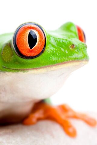 Red Eyed Frog