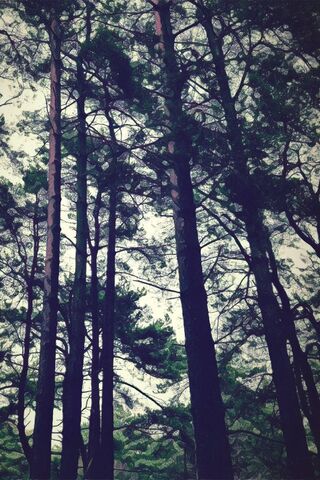 Whispers of the Treetops 🌲✨