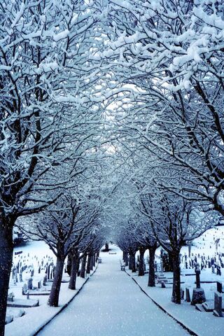 Serenity in Snow: A Winter's Path