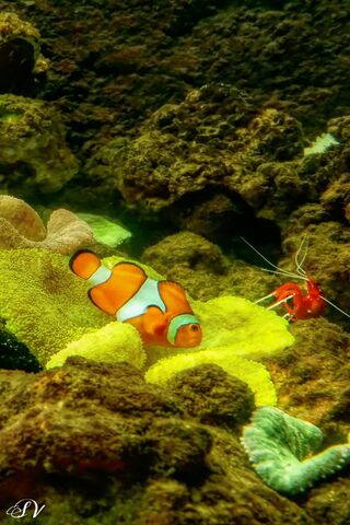 Fish Tank Nemo