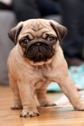 Pint-Sized Pug Cuteness..