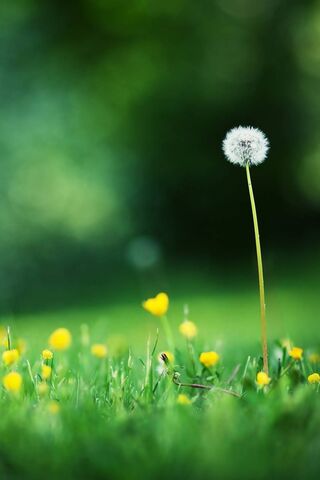 Whispers of Spring 🌼✨