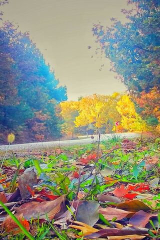 Autumn's Pathway 🍂🚶