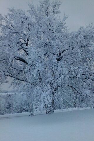 Winter's Majestic Guardian