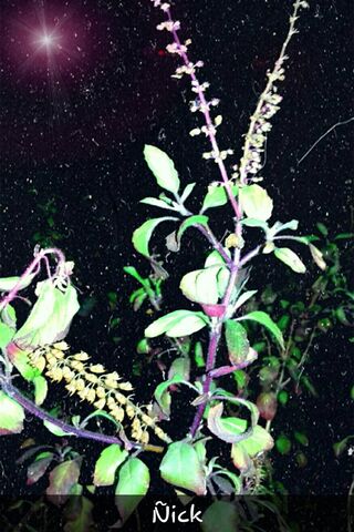 Tulsi: The Sacred Herb of Wellness 🌿✨