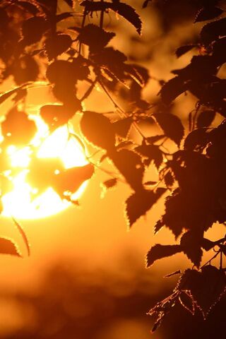 Golden Glow Through Twigs 🌅✨