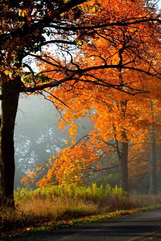 Whispers of Autumn 🍂✨
