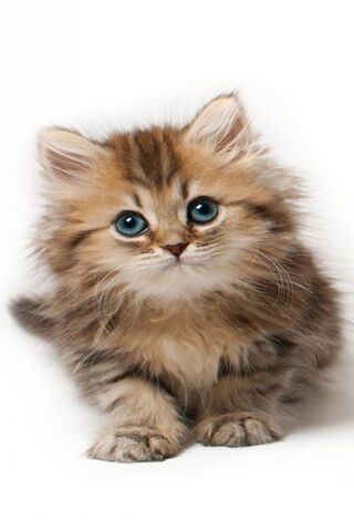 Adorable Sweety Cat: A Purrfect Companion! 🐾❤️