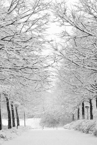 Whispers of Winter: A Snowy Pathway ❄️🌨️