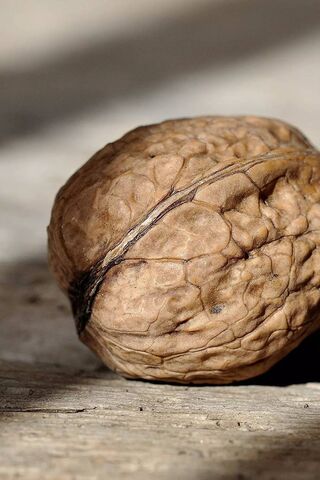 Walnut
